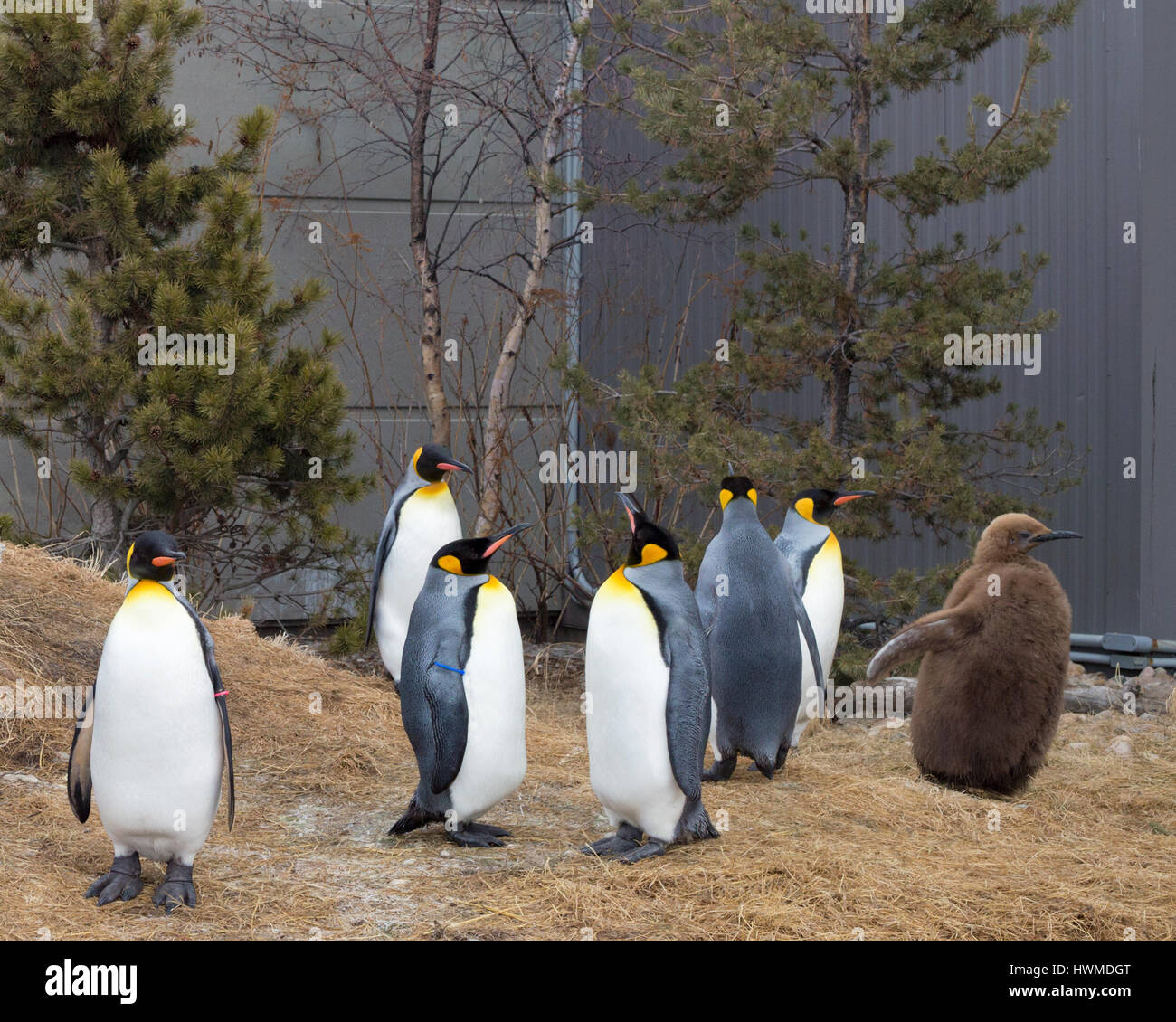 Re pinguini in attesa per il loro quotidiano a piedi intorno alla zoo di Calgary. Edward, lo zoo di 7 mesi di pulcino, è chiamato dopo il re Edoardo VII. Foto Stock