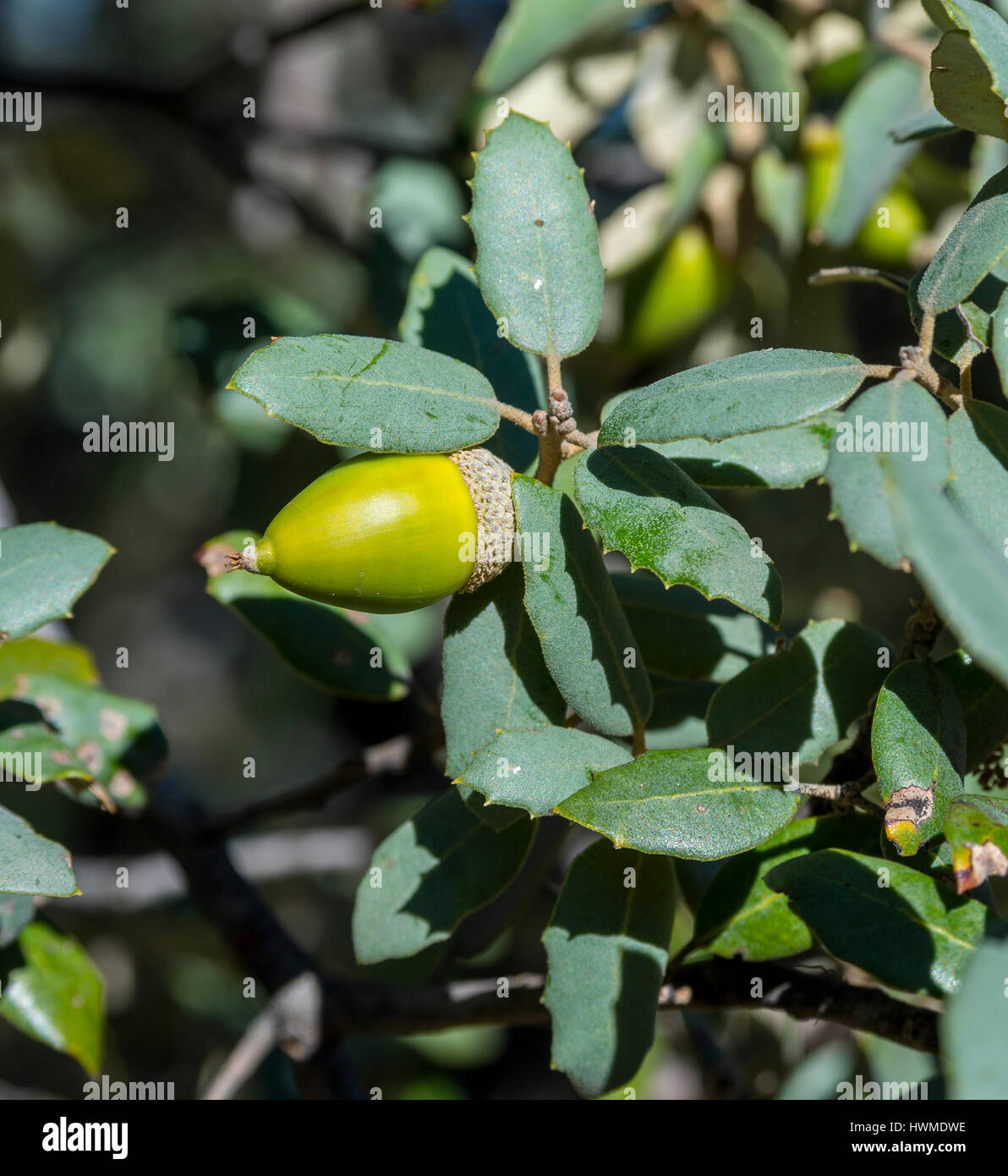 Primo piano di foglie e ghiande di leccio, Quercus ilex subsp.  rotundifolia. Foto scattata in Hoyo de Manzanares, provincia di Madrid,  Spagna Foto stock - Alamy