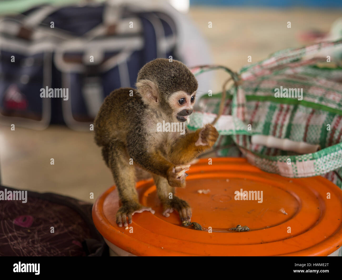 Fiume del Amazon, Perù - 13 Maggio 2016: Piccola animali esotici sulla coperta della imbarcazione cargo Foto Stock