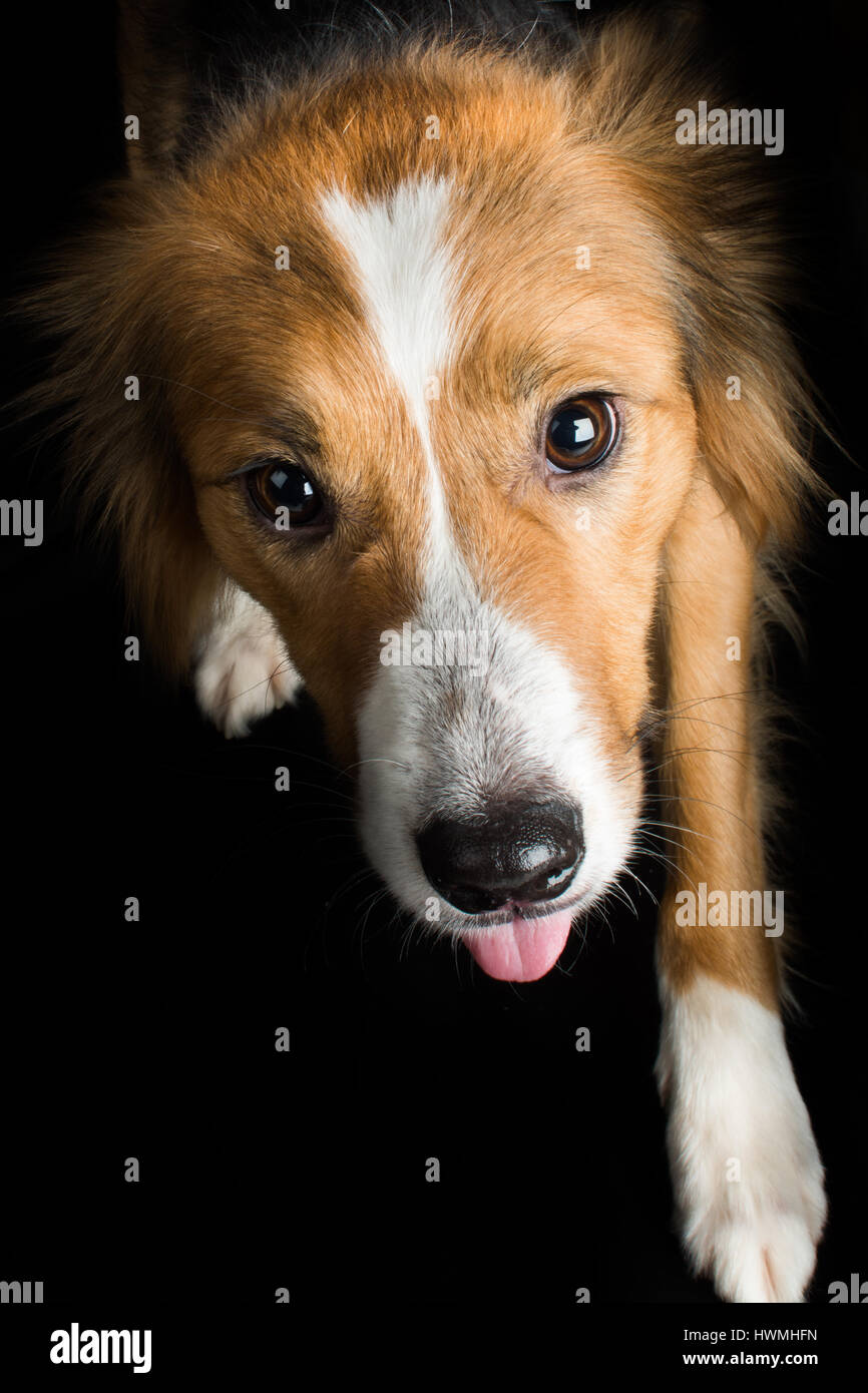 Uno splendido Border Collie Foto Stock