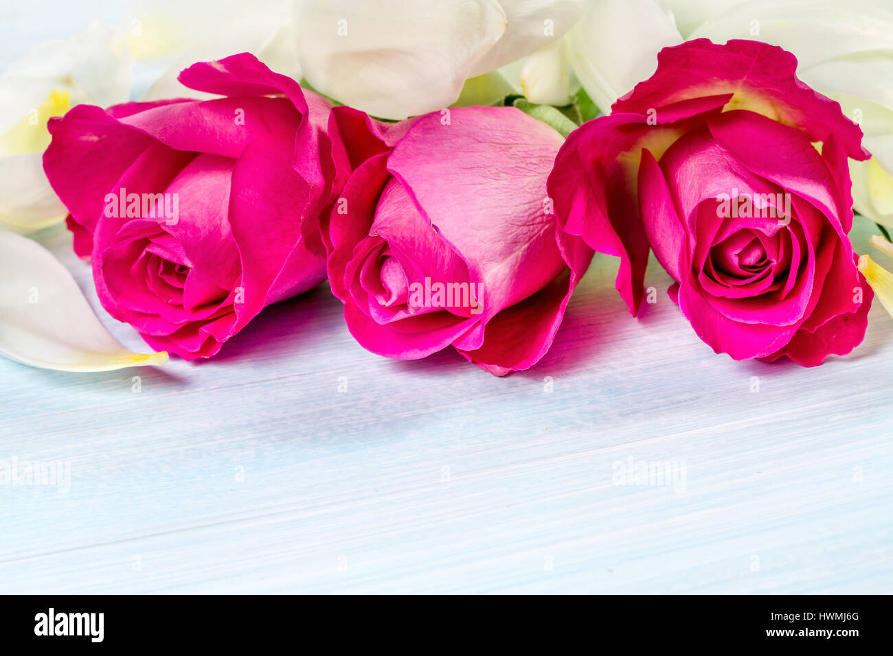 Sfondo floreale con petali di colore bianco e rose. Posto per il testo Foto Stock