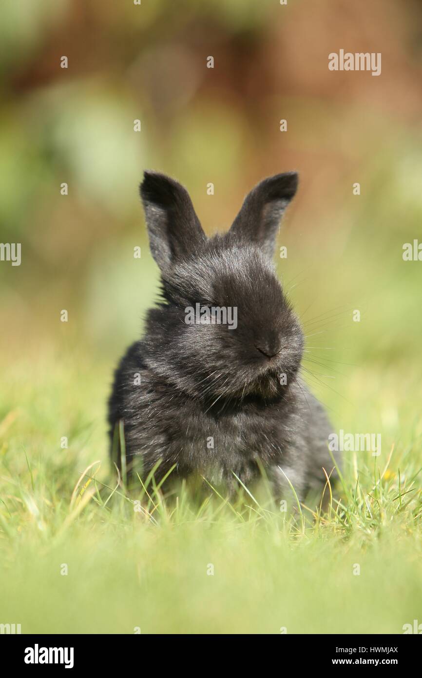 Giovani gigante tedesco Foto Stock