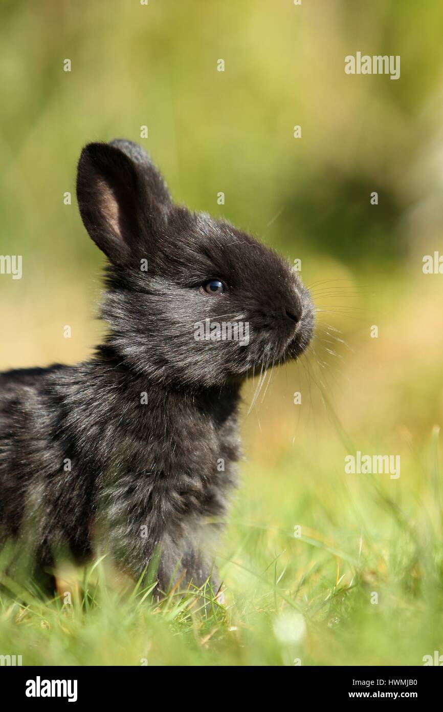Giovani gigante tedesco Foto Stock