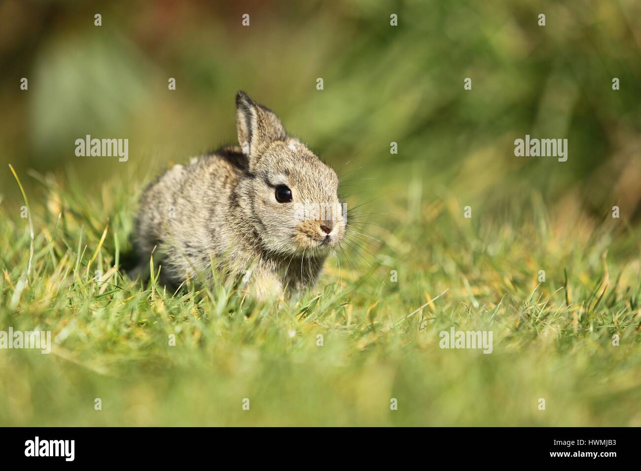 coniglio europeo Foto Stock