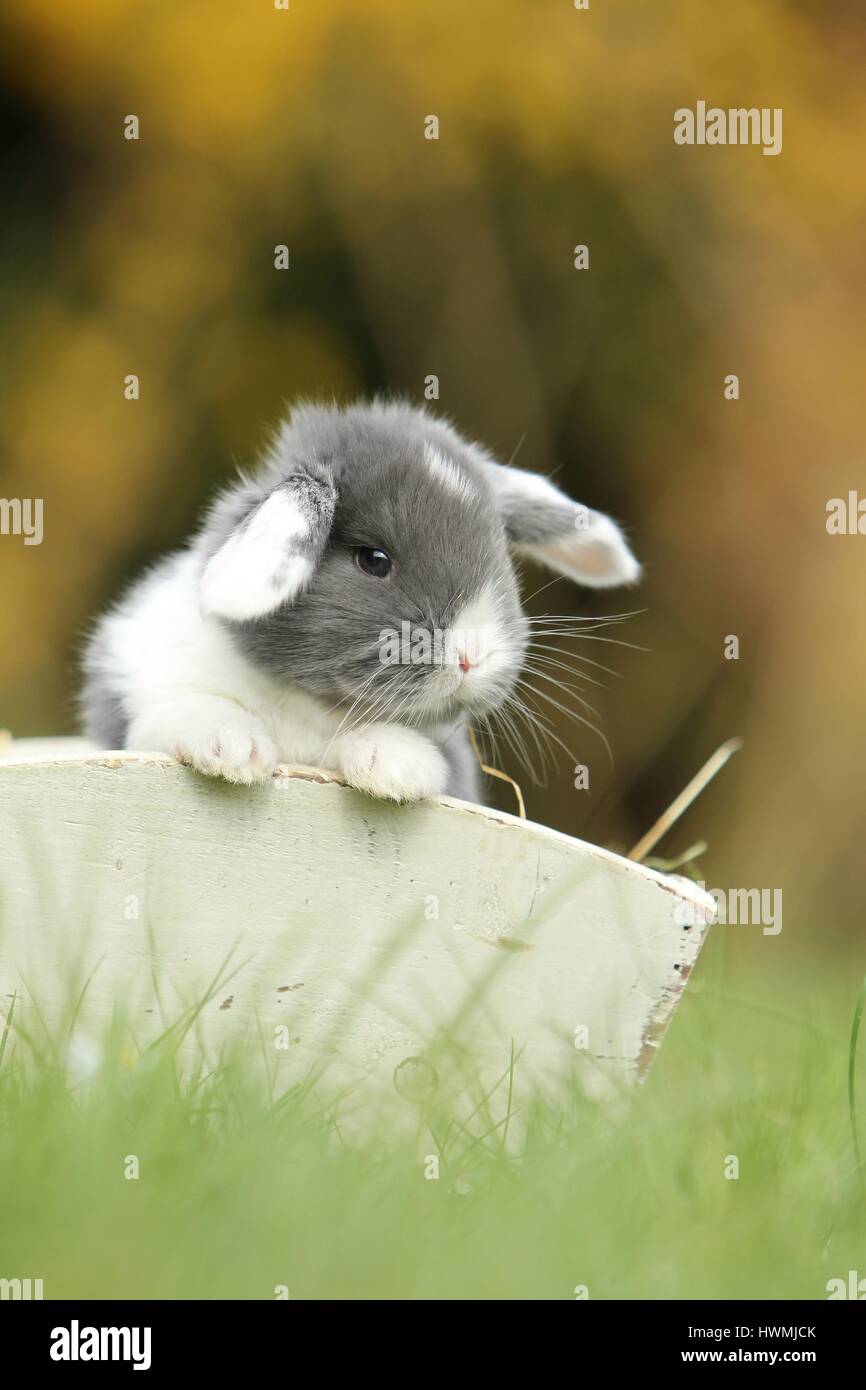 Giovani floppy-eared rabbit Foto Stock