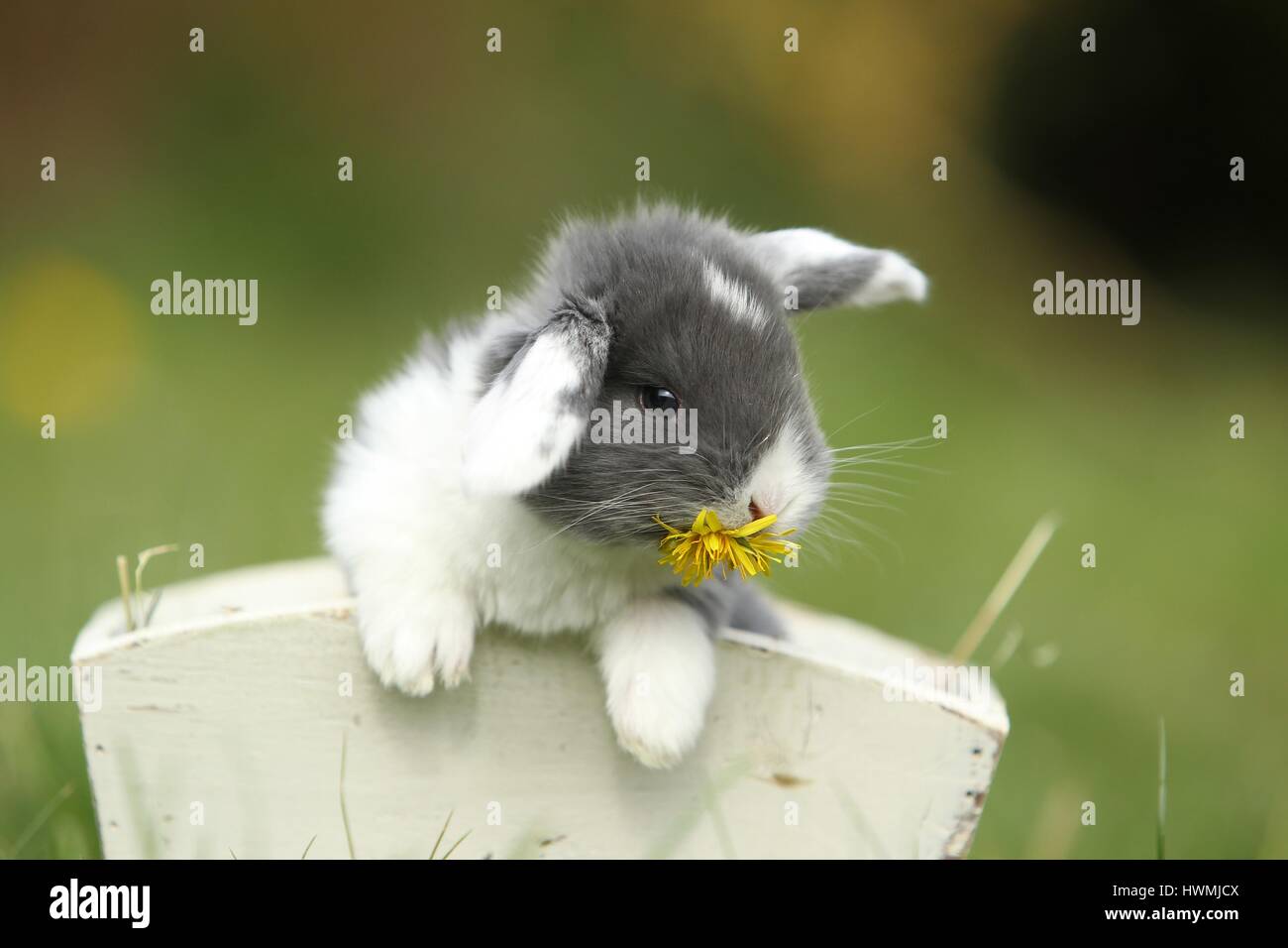 Giovani floppy-eared rabbit Foto Stock