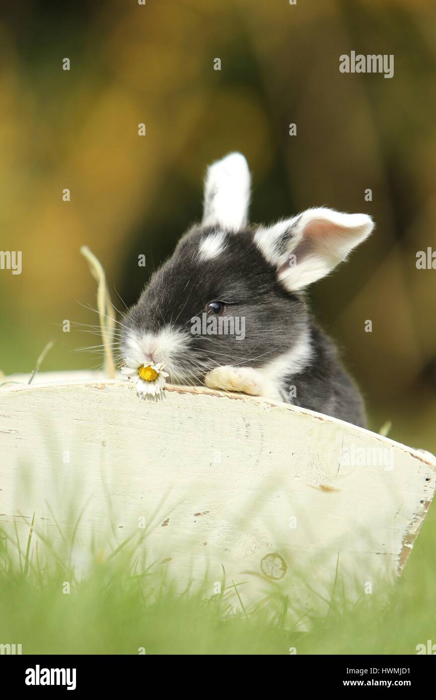 Giovani floppy-eared rabbit Foto Stock