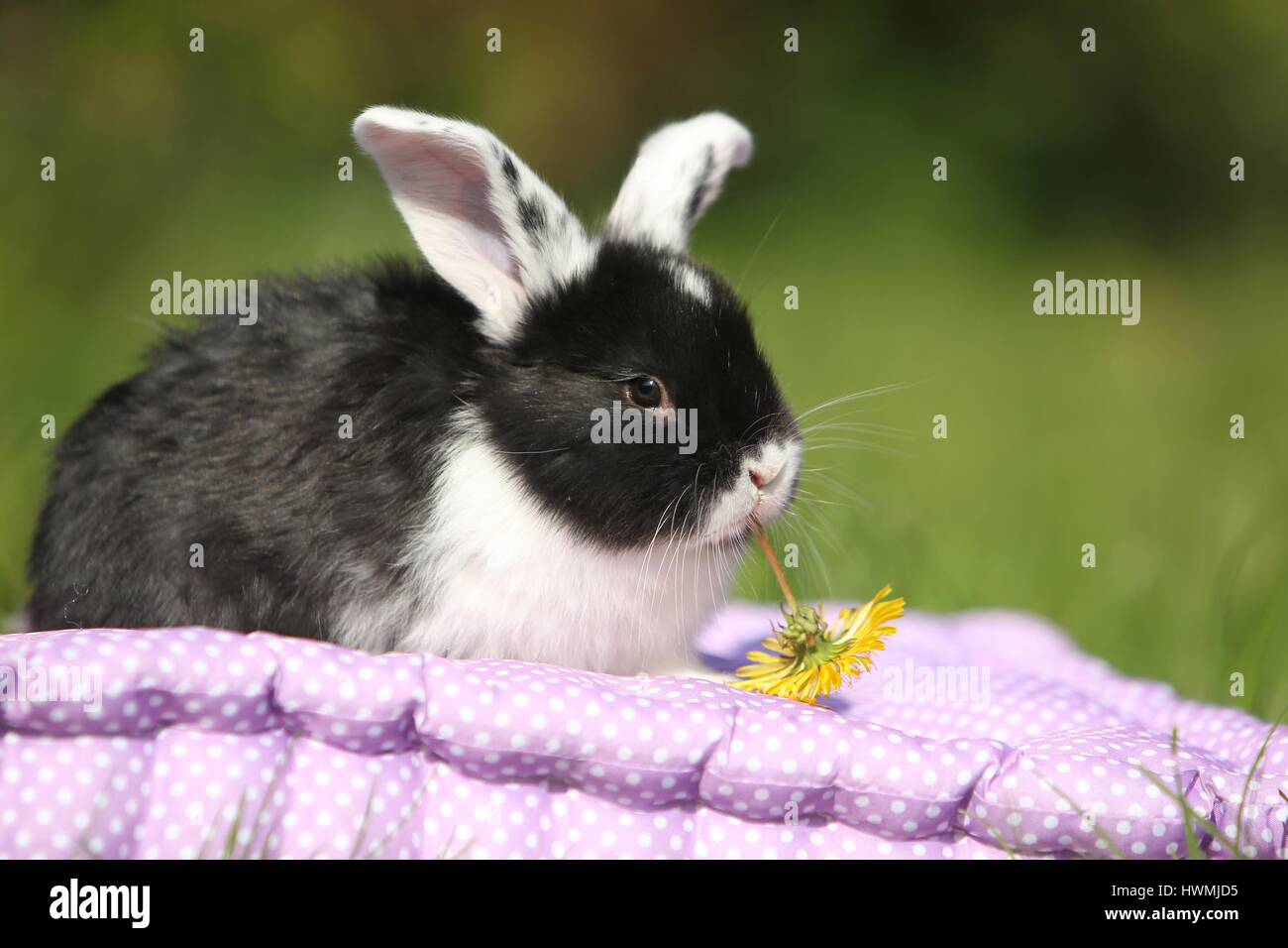 Giovani floppy-eared rabbit Foto Stock
