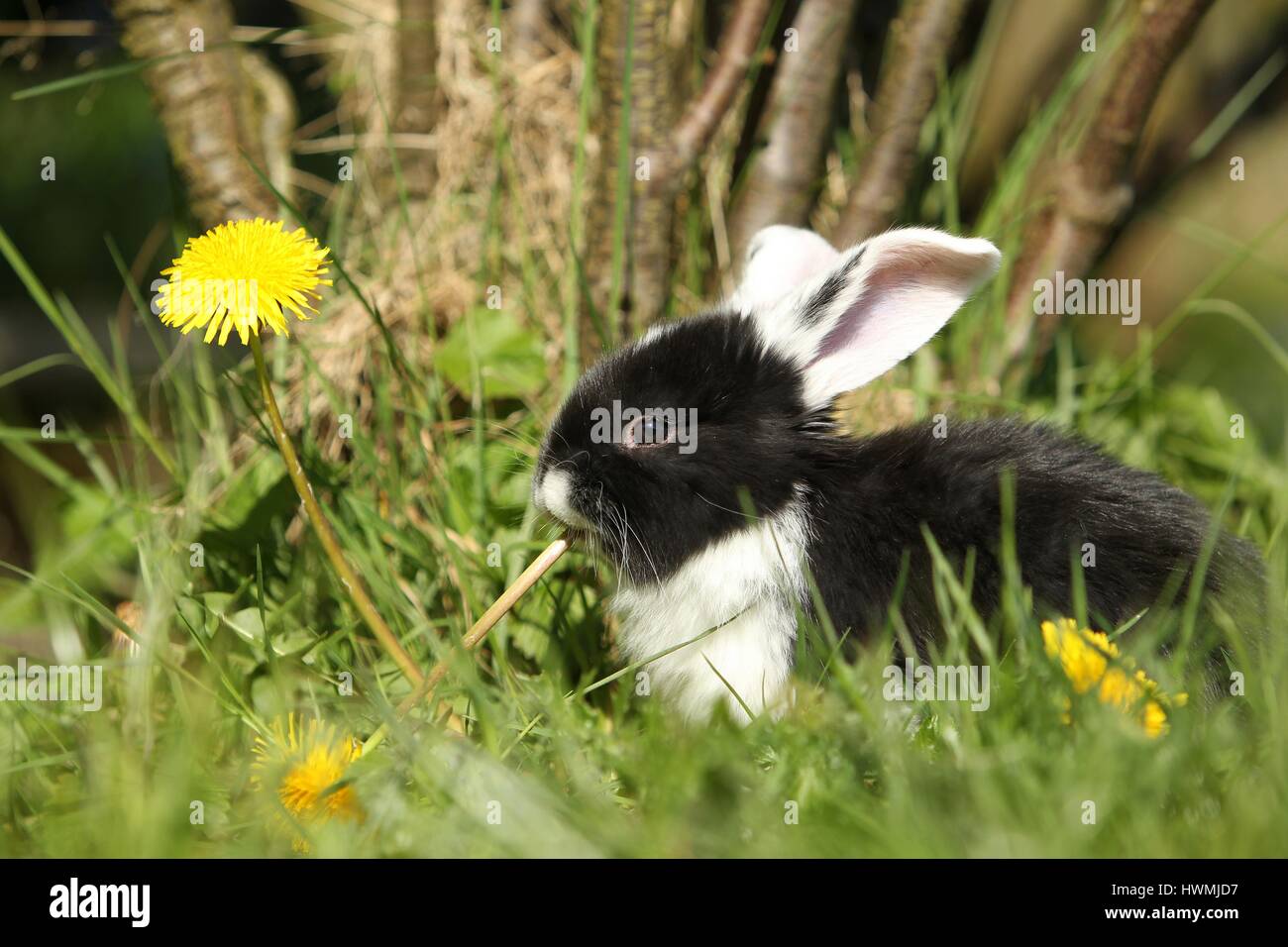 Giovani floppy-eared rabbit Foto Stock