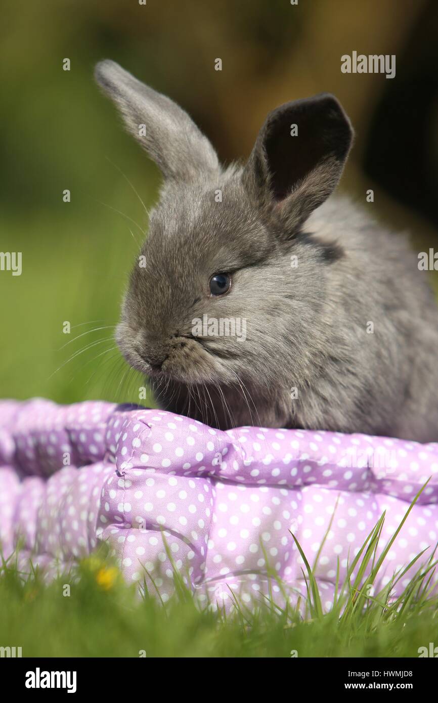 Giovani floppy-eared rabbit Foto Stock