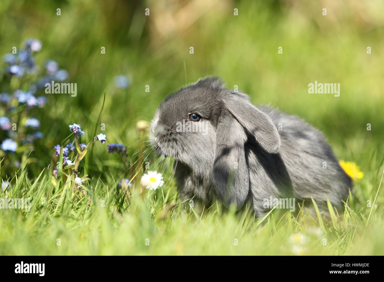 Giovani floppy-eared rabbit Foto Stock