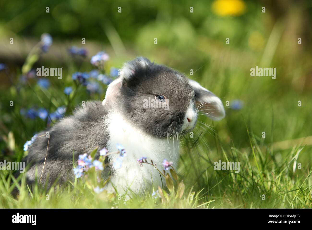 Giovani floppy-eared rabbit Foto Stock