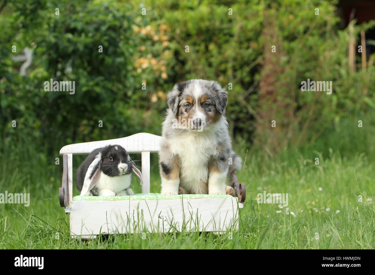 Pastore australiano cucciolo e coniglio Foto Stock