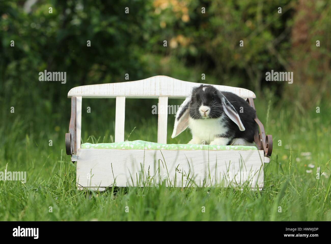 Floppy-eared rabbit Foto Stock