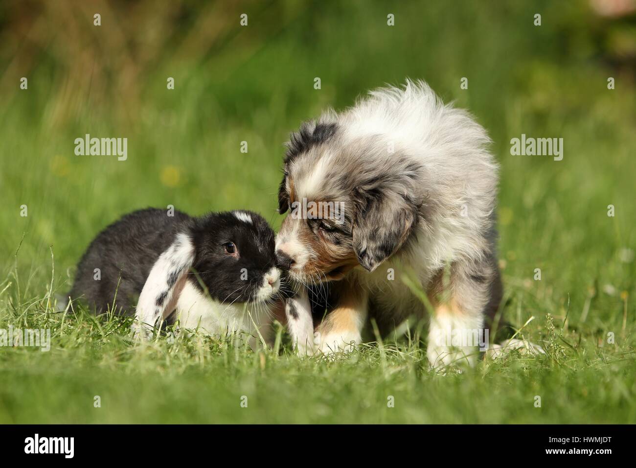 Pastore australiano cucciolo e coniglio Foto Stock