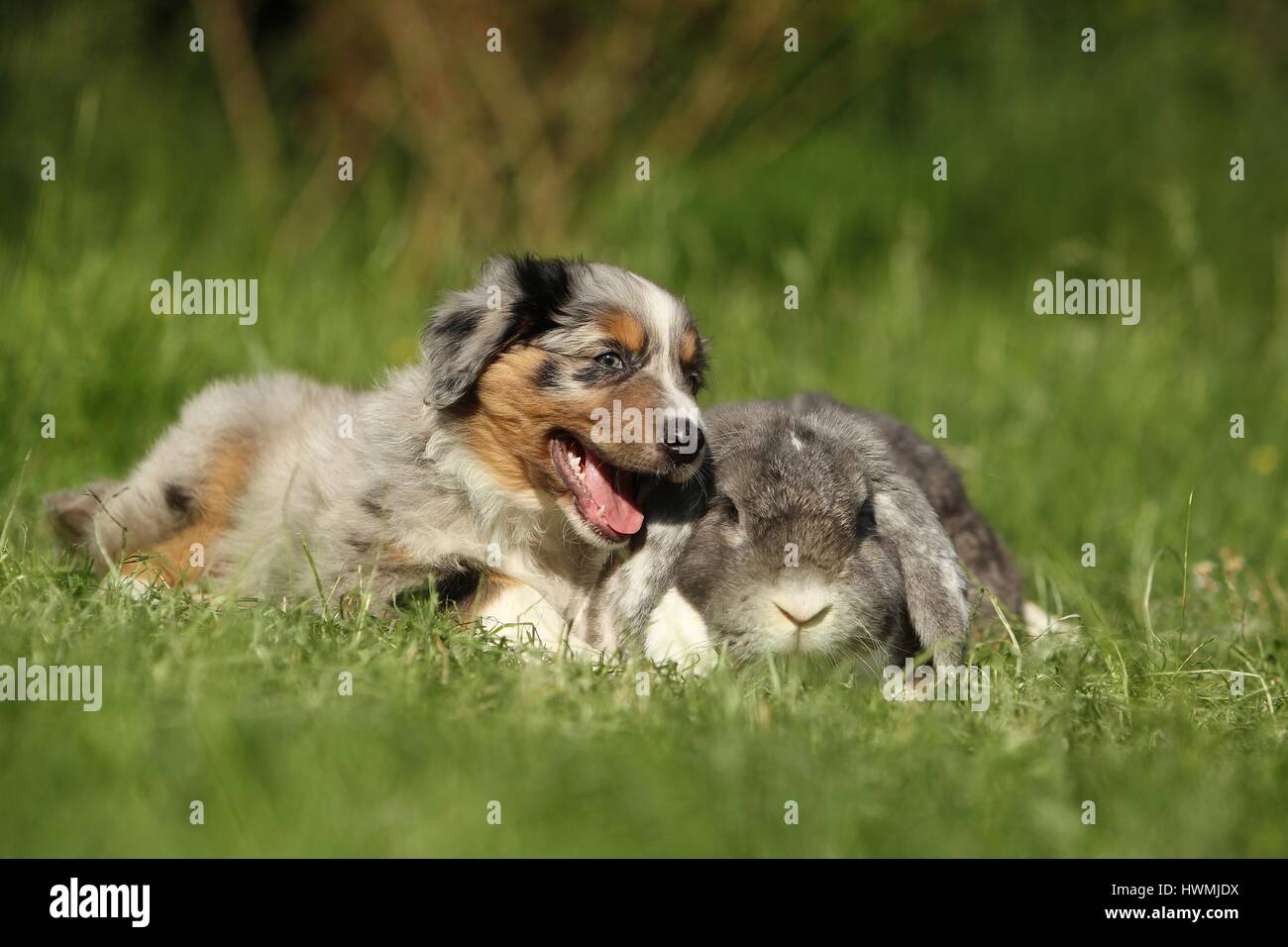 Pastore australiano cucciolo e coniglio Foto Stock