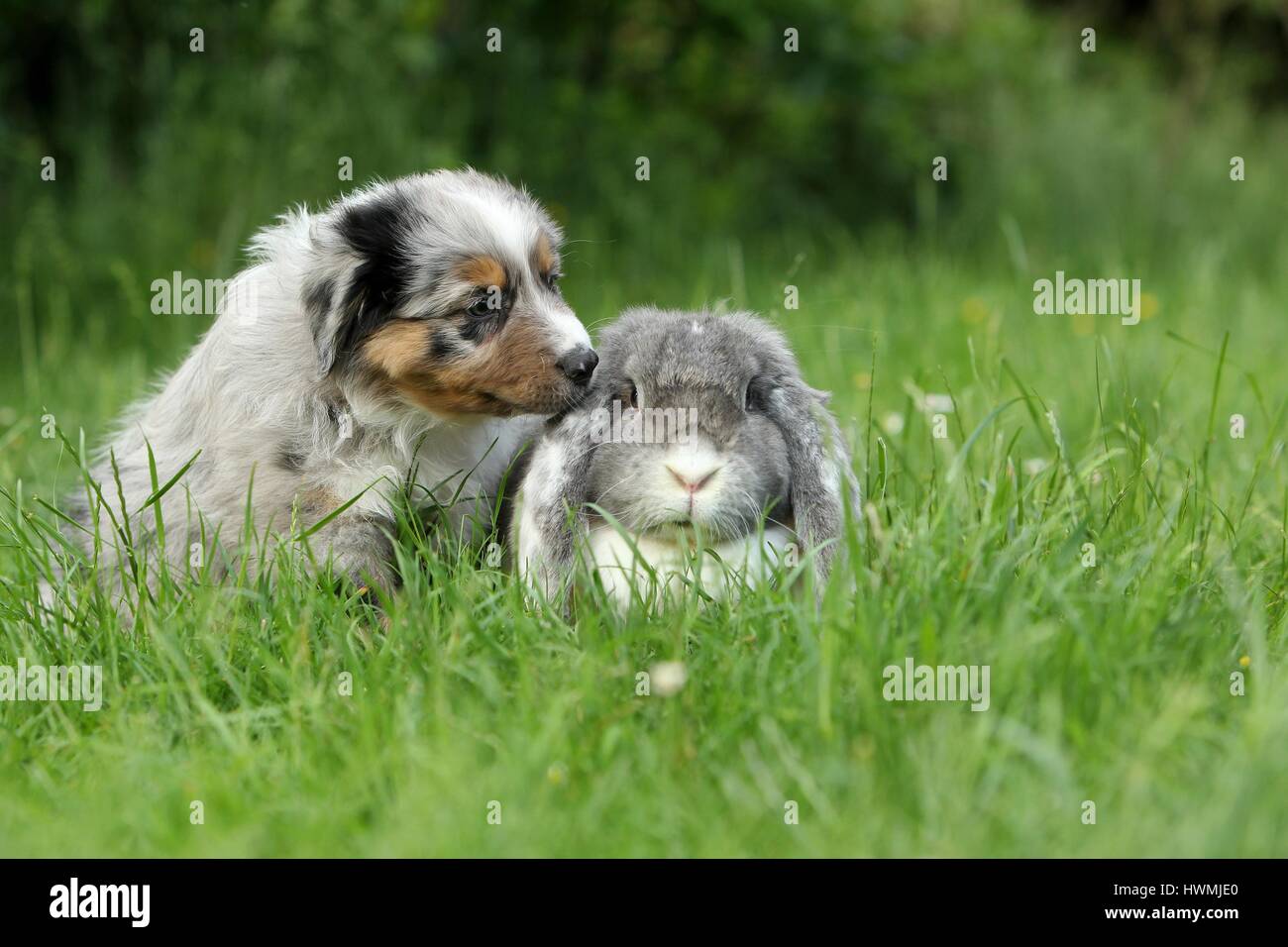 Pastore australiano cucciolo e coniglio Foto Stock