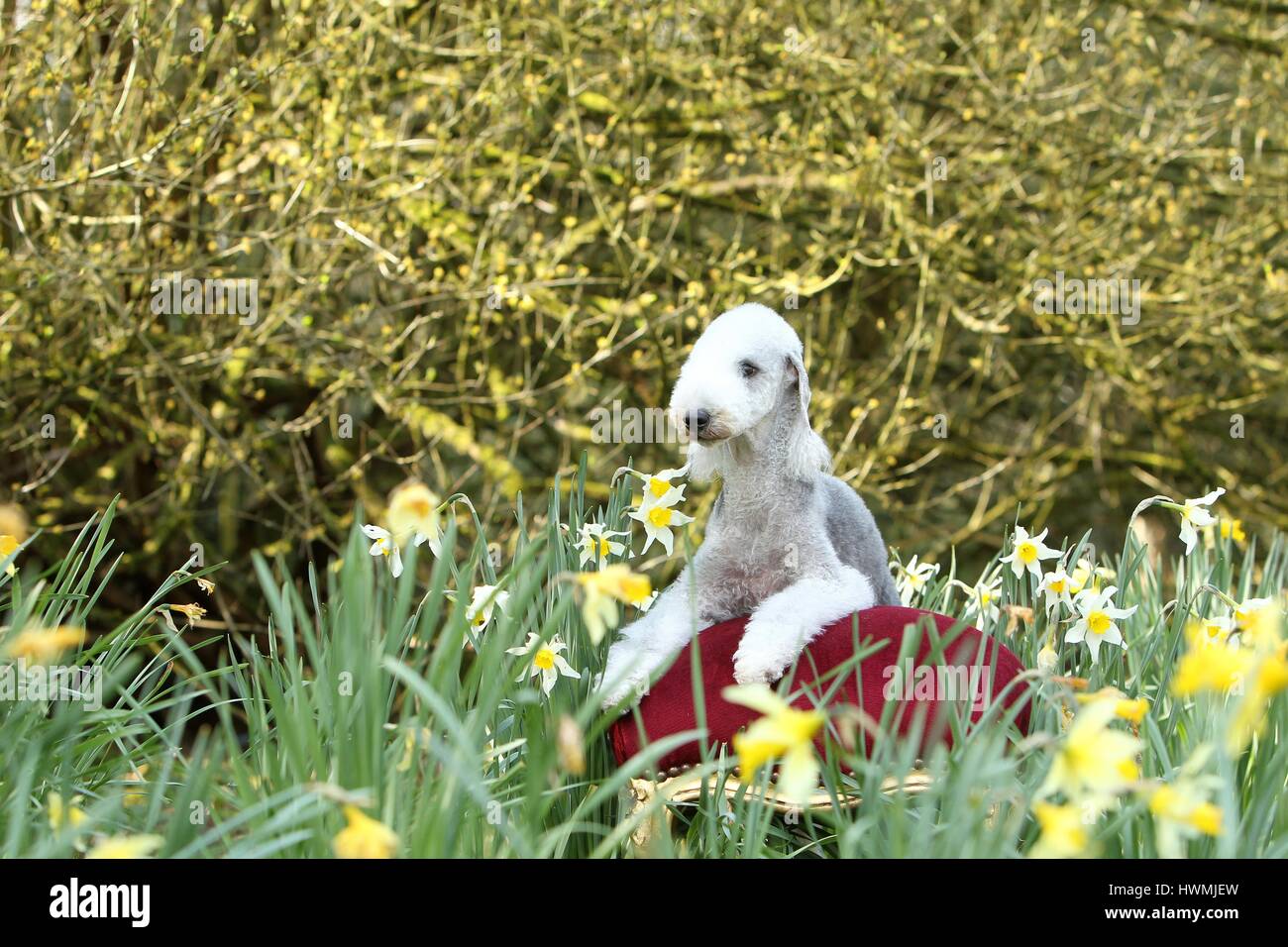 Giacente Bedlington Terrier Foto Stock