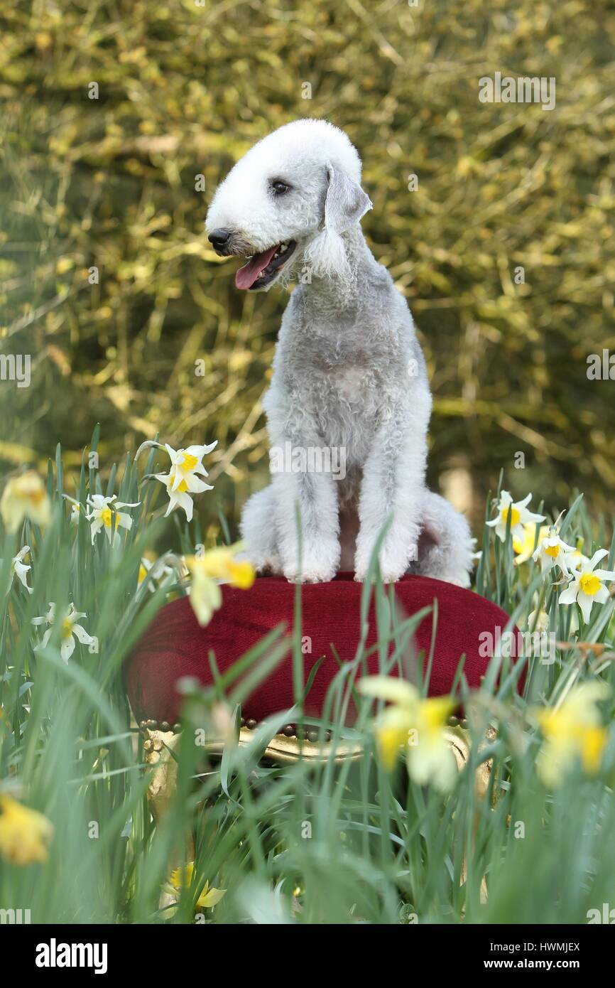 Udienza Bedlington Terrier Foto Stock