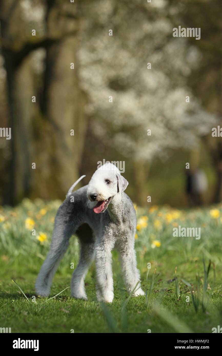 Bedlington Terrier Foto Stock
