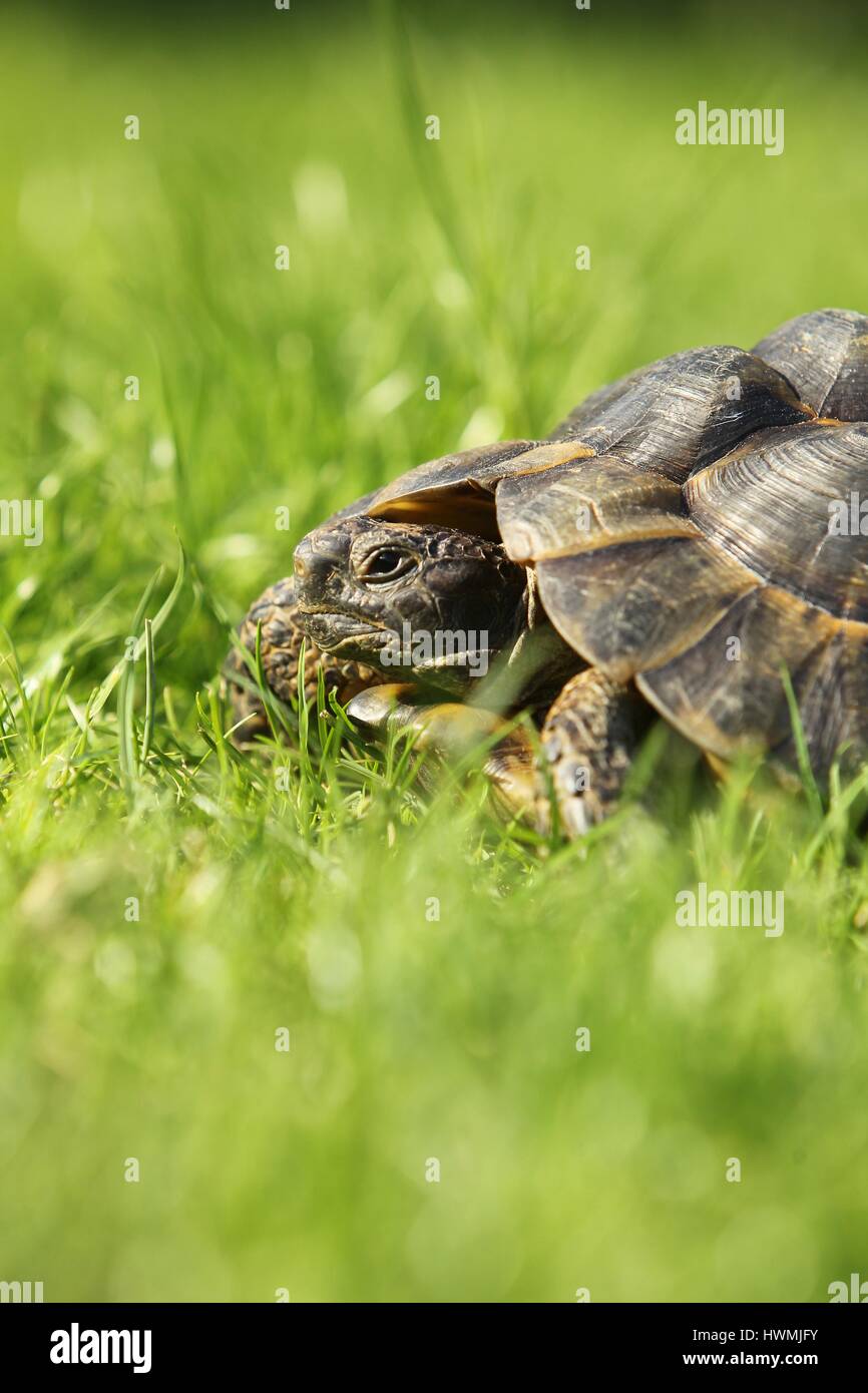 Sperone-thighed tortoise Foto Stock