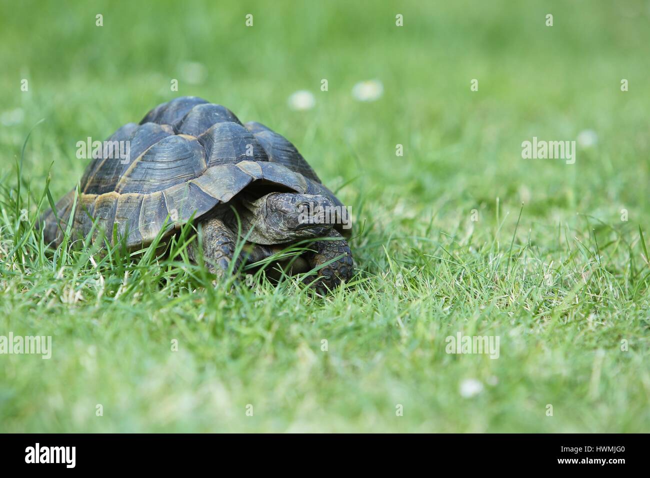 Sperone-thighed tortoise Foto Stock