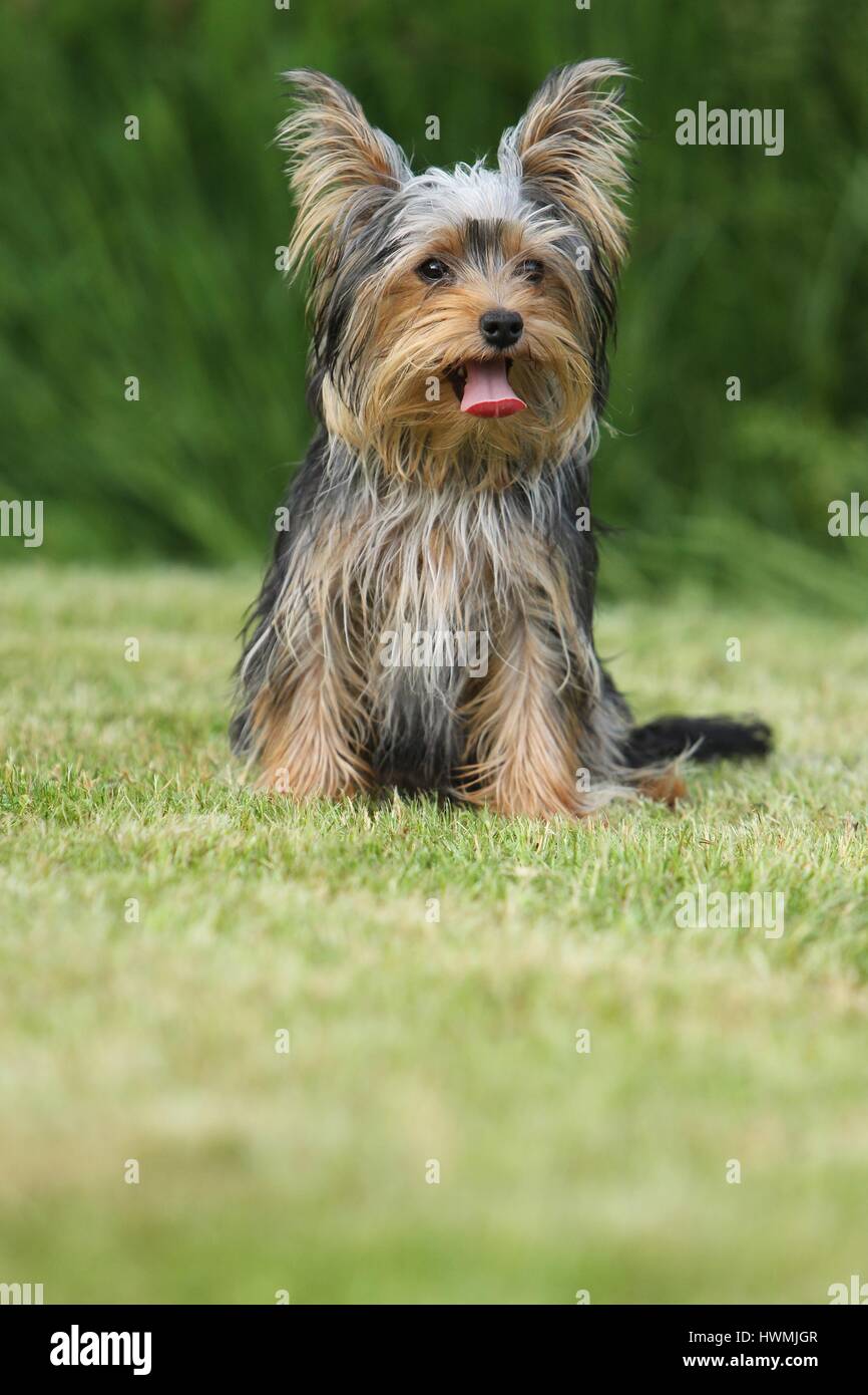 Udienza Yorkshire Terrier Foto Stock