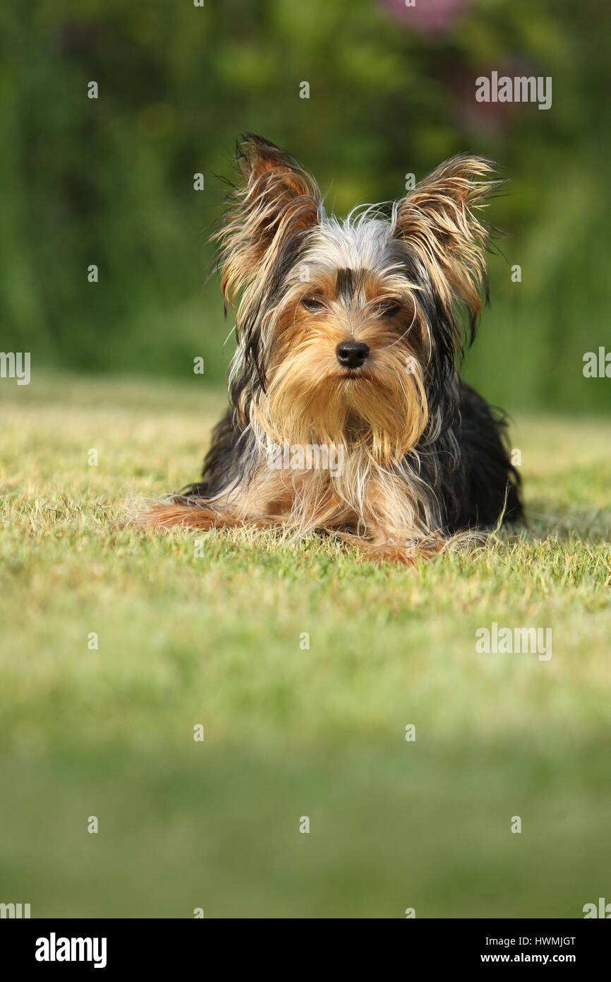 Giacente Yorkshire Terrier Foto Stock