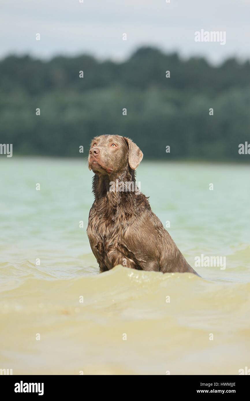 Il Labrador Retriever in acqua Foto Stock