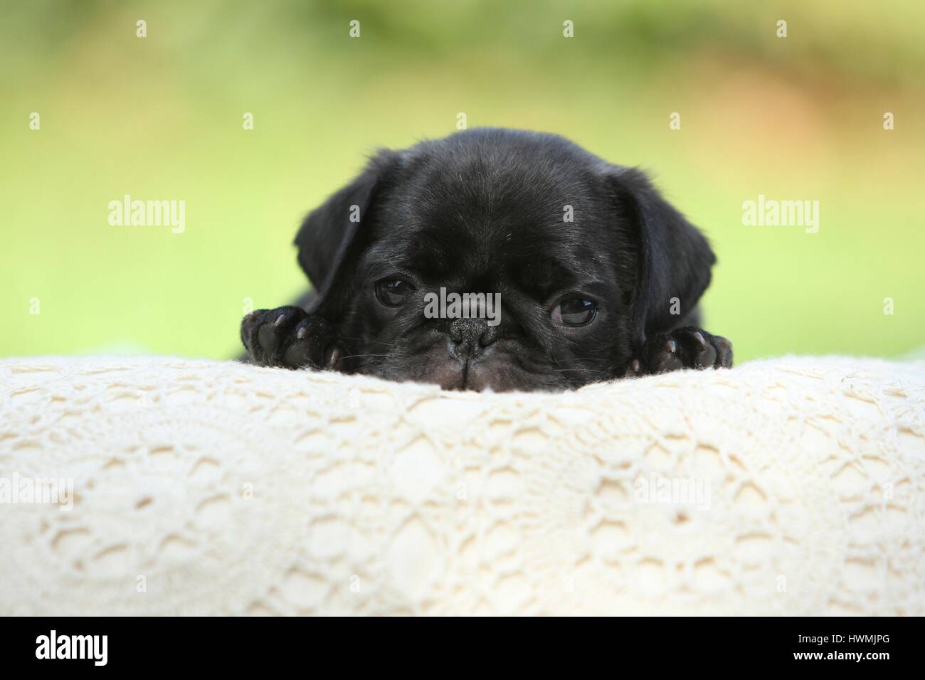cucciolo di Carlino Foto Stock