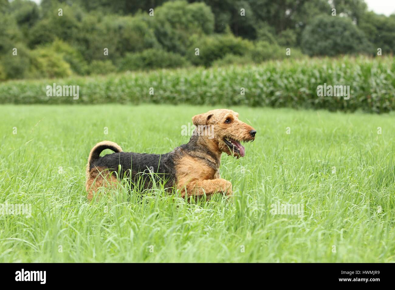 Camminare Airedale Terrier Foto Stock