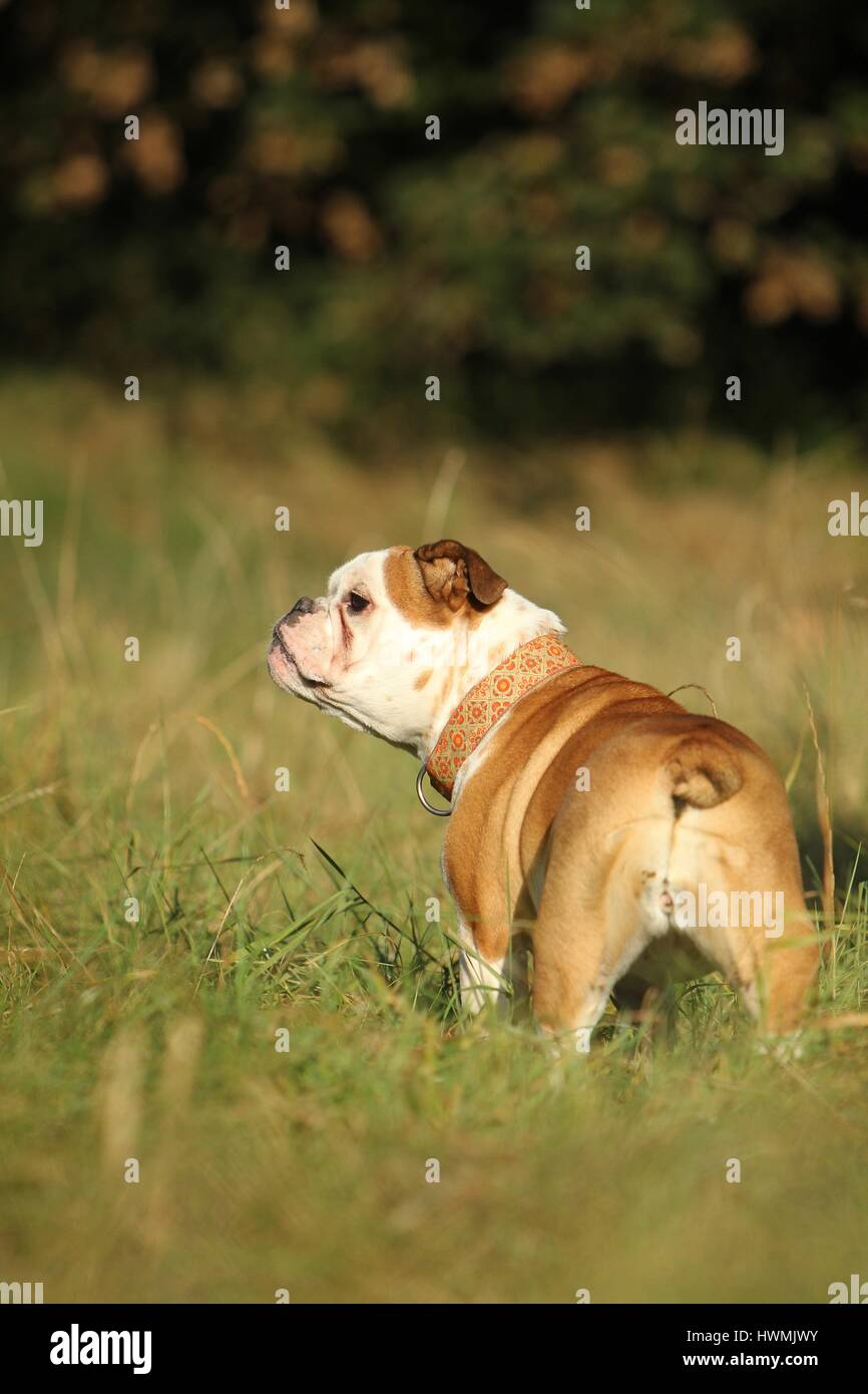 Bulldog inglese Foto Stock