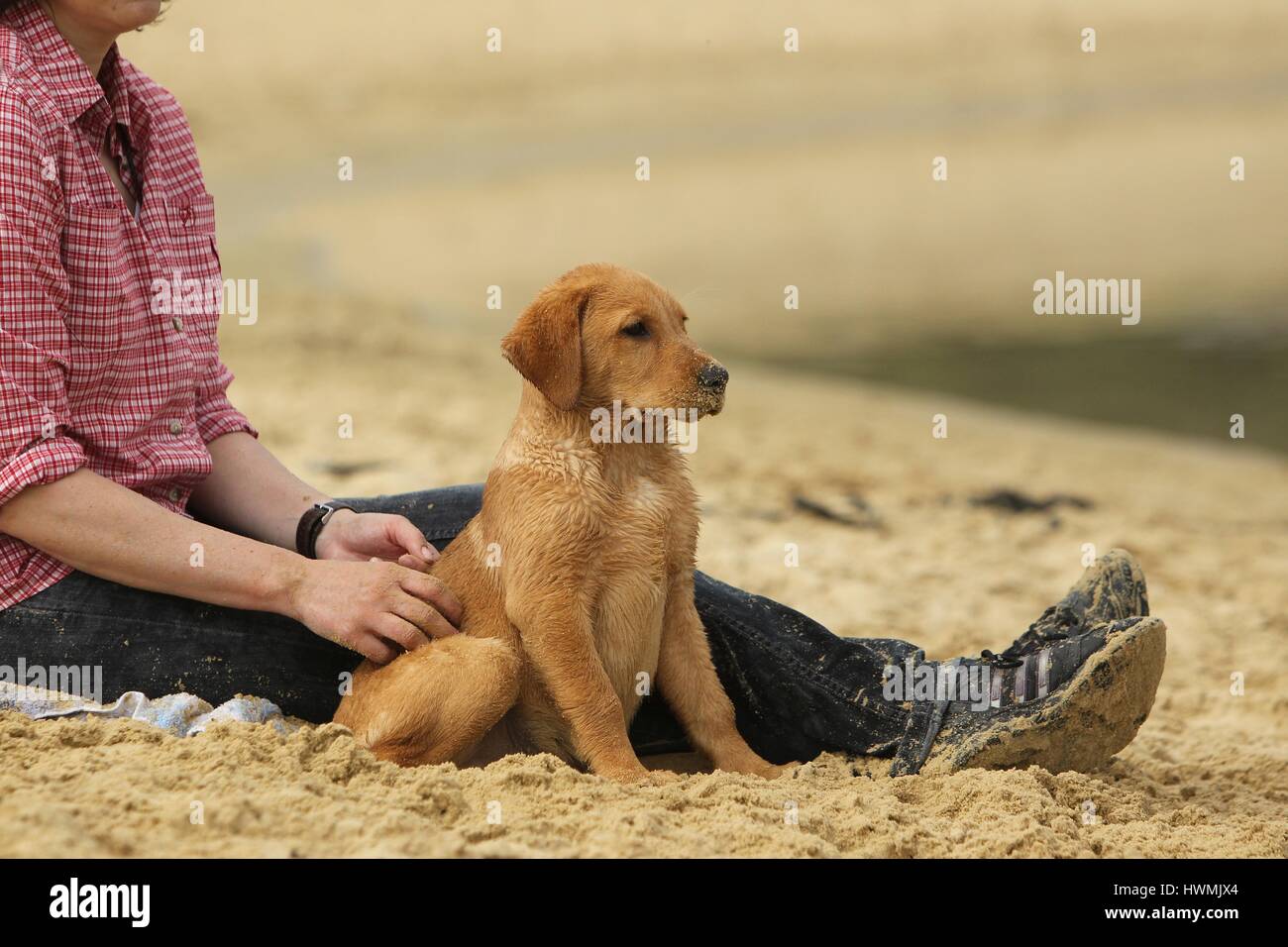 Il Labrador Retriever cucciolo Foto Stock