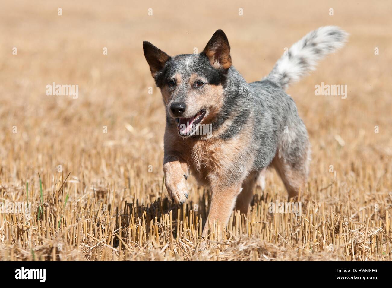 Esecuzione di Miniature pinscher Foto Stock