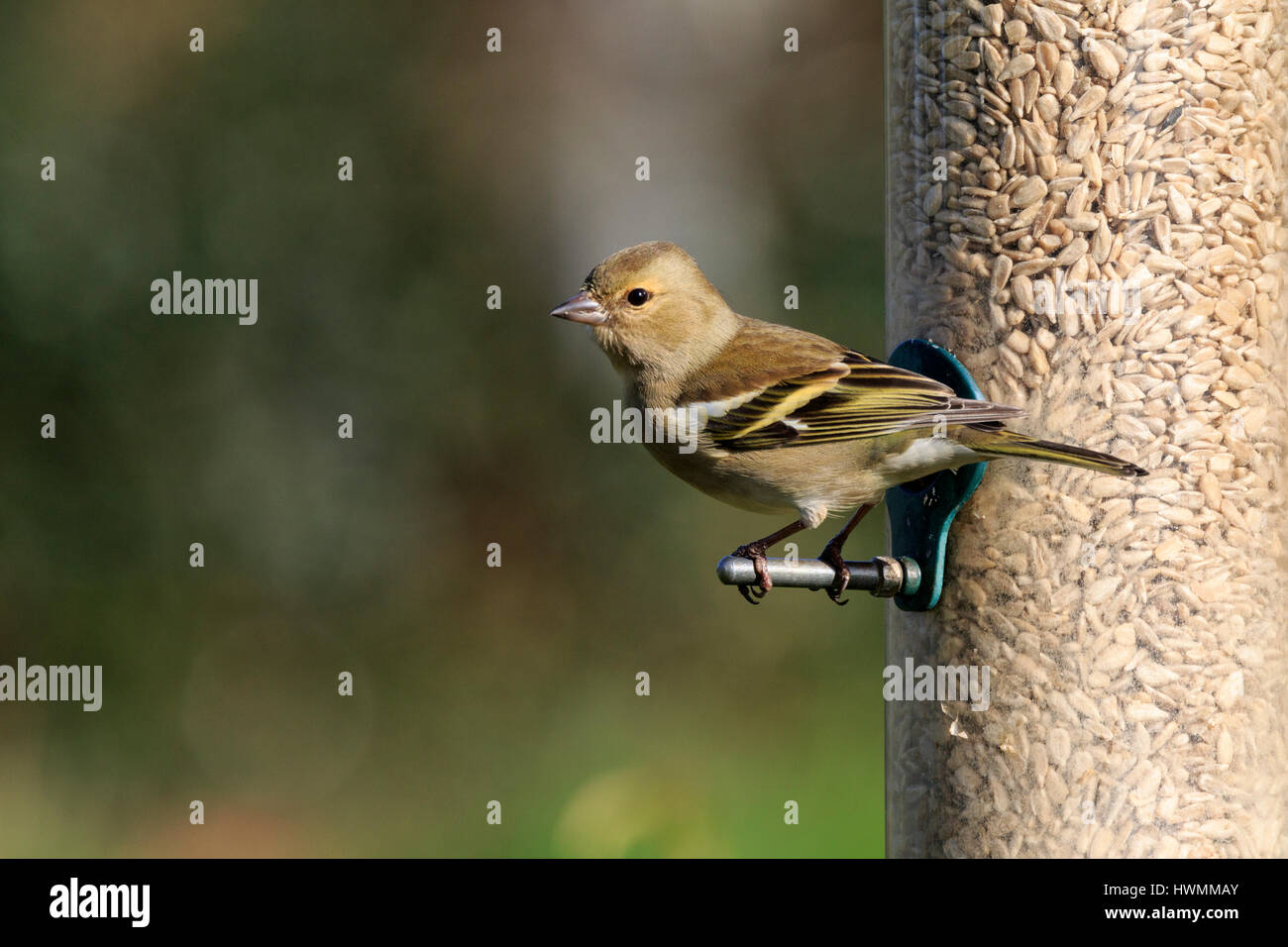 Fringuello Fringilla coeleds Foto Stock