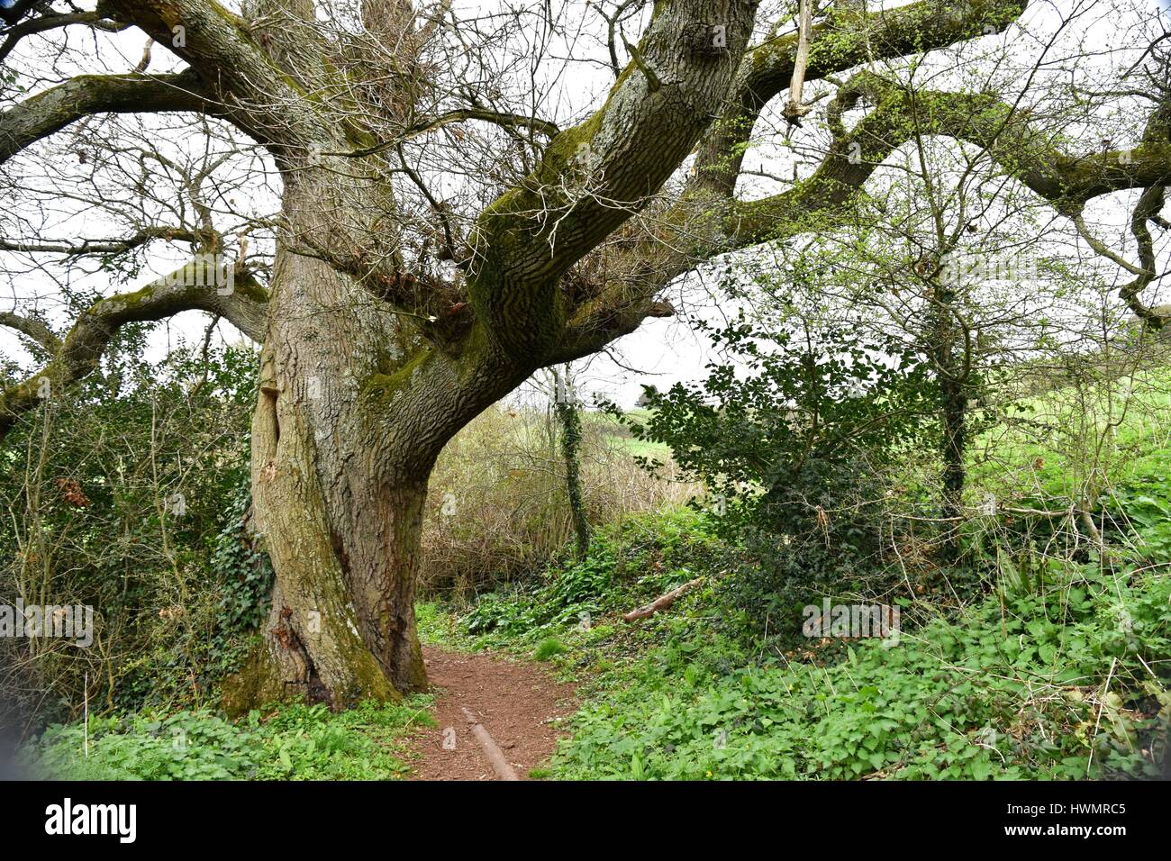 Enorme tronco di inglese antico quercia (Quercus robur) speading arti pesante su un sentiero di bosco. Foto Stock