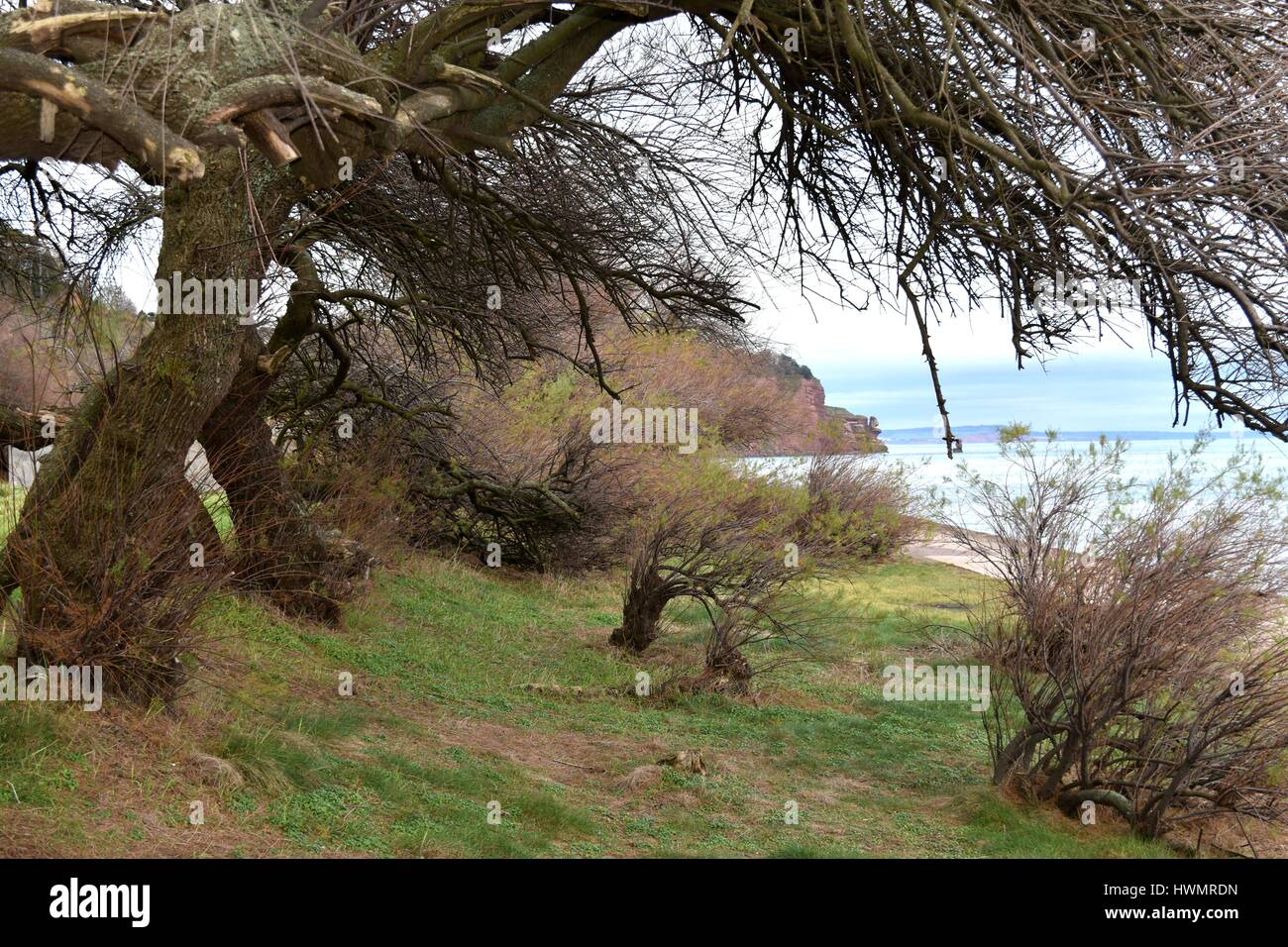 Un gruppo di travagliato e alberi spazzate dal vento sulla costa a Teignmouth, Devon. Foto Stock