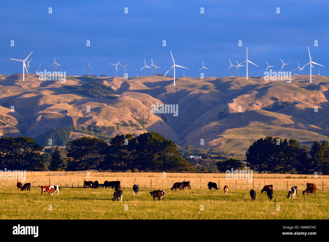 Bovini in campo con la Tararua wind farm in background, nei pressi di Palmerston North, Nuova Zelanda. Foto Stock