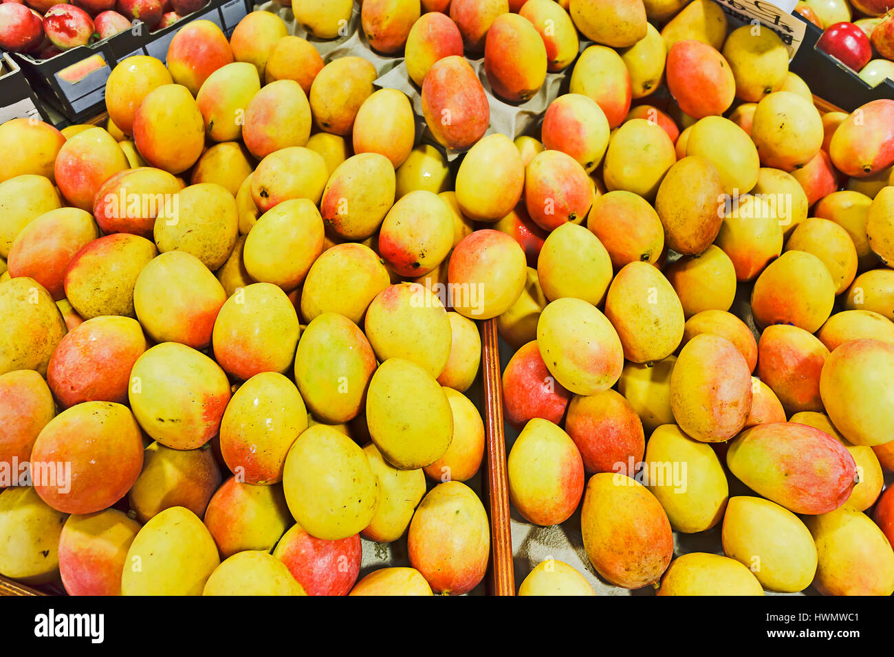 Scatole di dolci freschi succosa manghi su un contatore della farm locale mercato del risone di mercato di Sydney. Colore giallo-rosso pietra-frutti esotici sono sani di Foto Stock