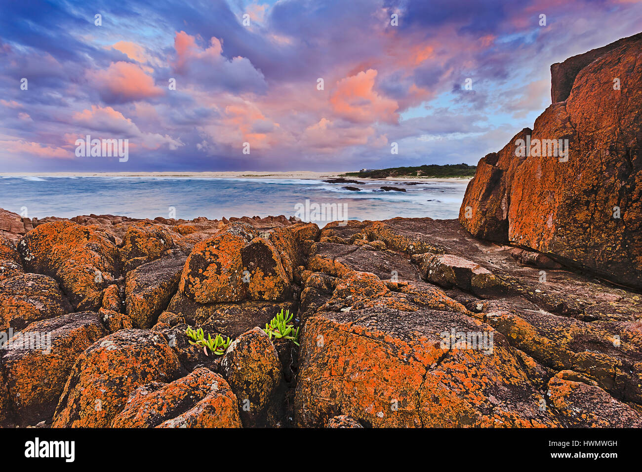 In arenaria rossa rocce costiere e massi rivestiti da batteri che li vernicia rosso con piccola pianta verde su pietre dure. Australian Pacific Coast nea Foto Stock