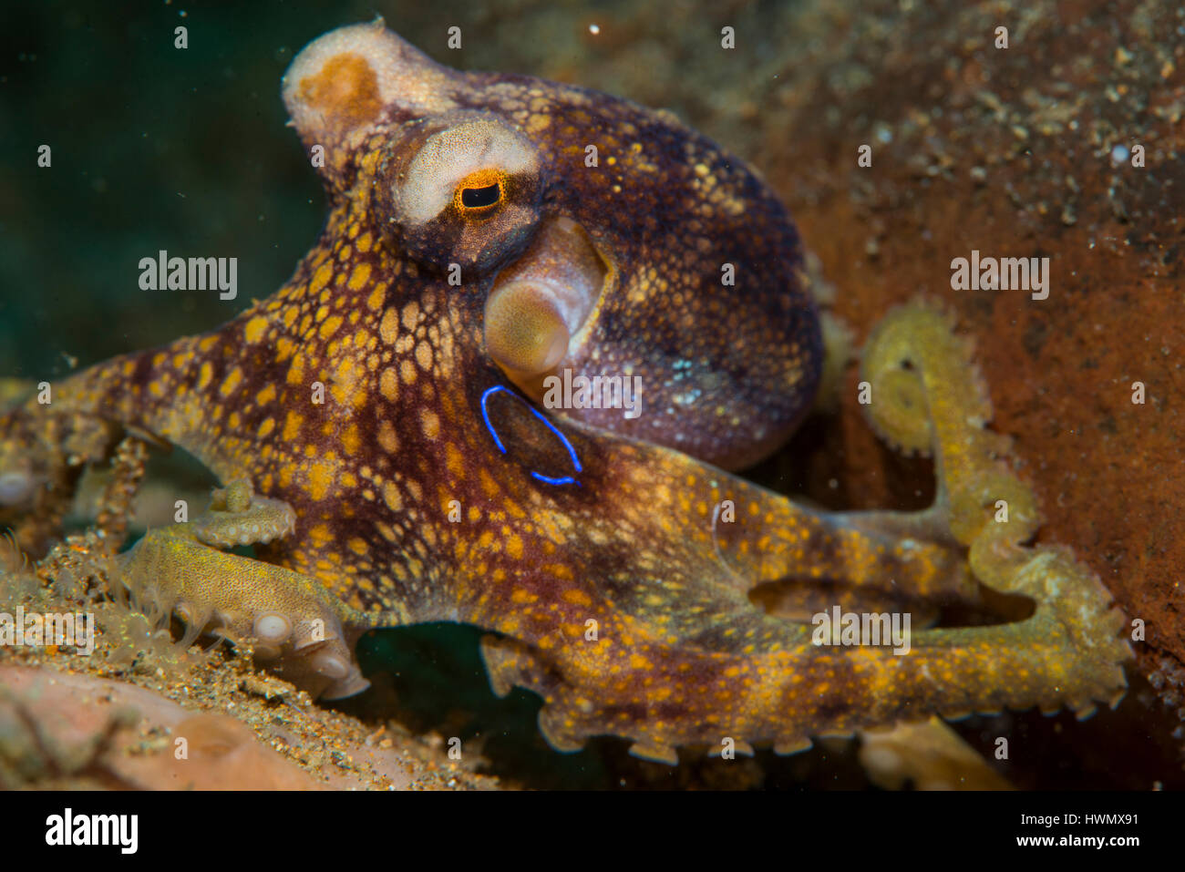 Un veleno Ocellate Octopus, Amphioctopus siamensis, sul fondale, Anilao, Luzon, Guimaras Strait, Filippine Foto Stock