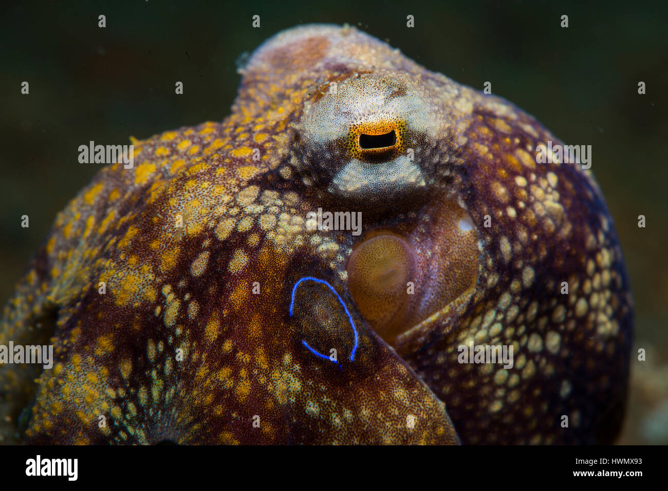 Un close-up di un veleno Ocellate Octopus, Amphioctopus siamensis, Anilao, Luzon, Guimaras Strait, Filippine Foto Stock