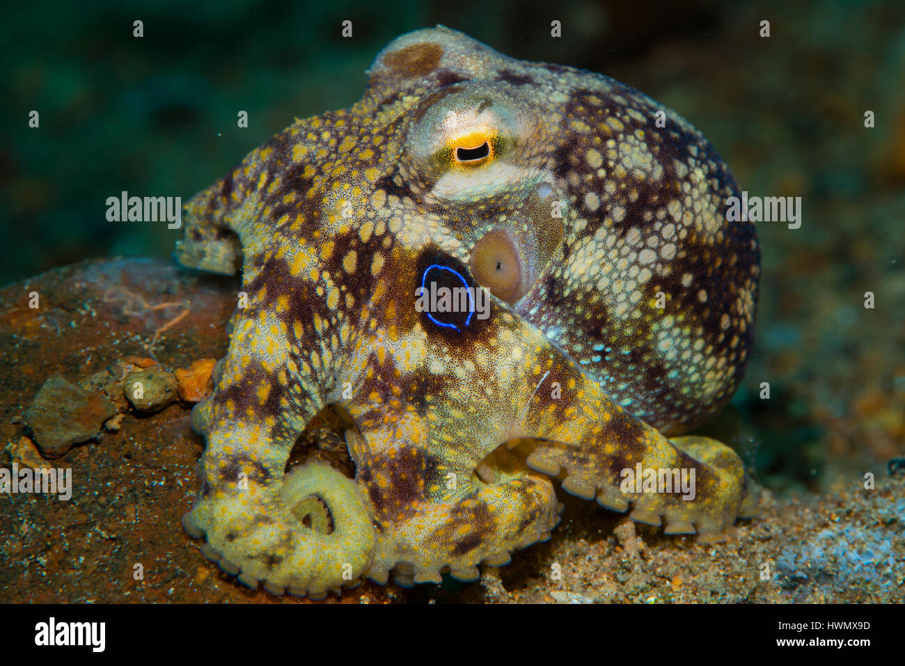 Un veleno Ocellate Octopus, Amphioctopus siamensis, sul fondale, Anilao, Luzon, Guimaras Strait, Filippine Foto Stock
