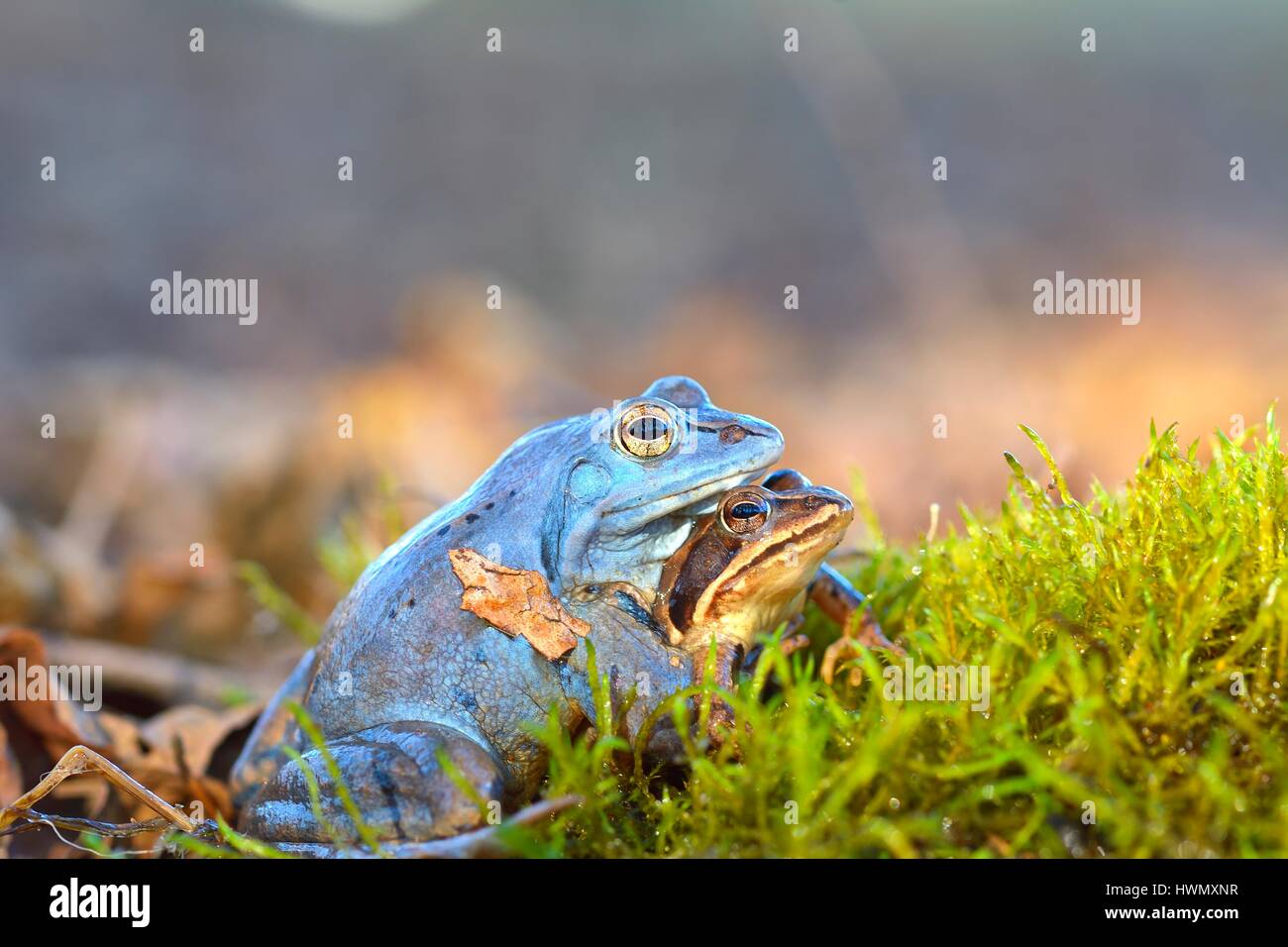 Processo di allevamento moorfrog (Rana arvalis) Foto Stock