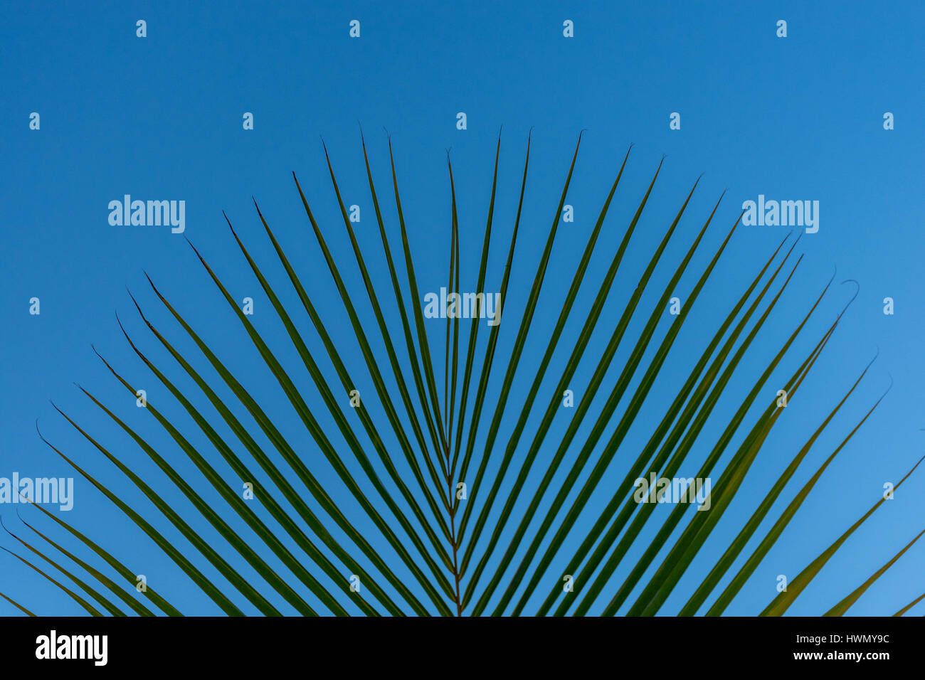 Le foglie di una spiaggia Palm tree insieme contro un perfetto cielo blu Foto Stock