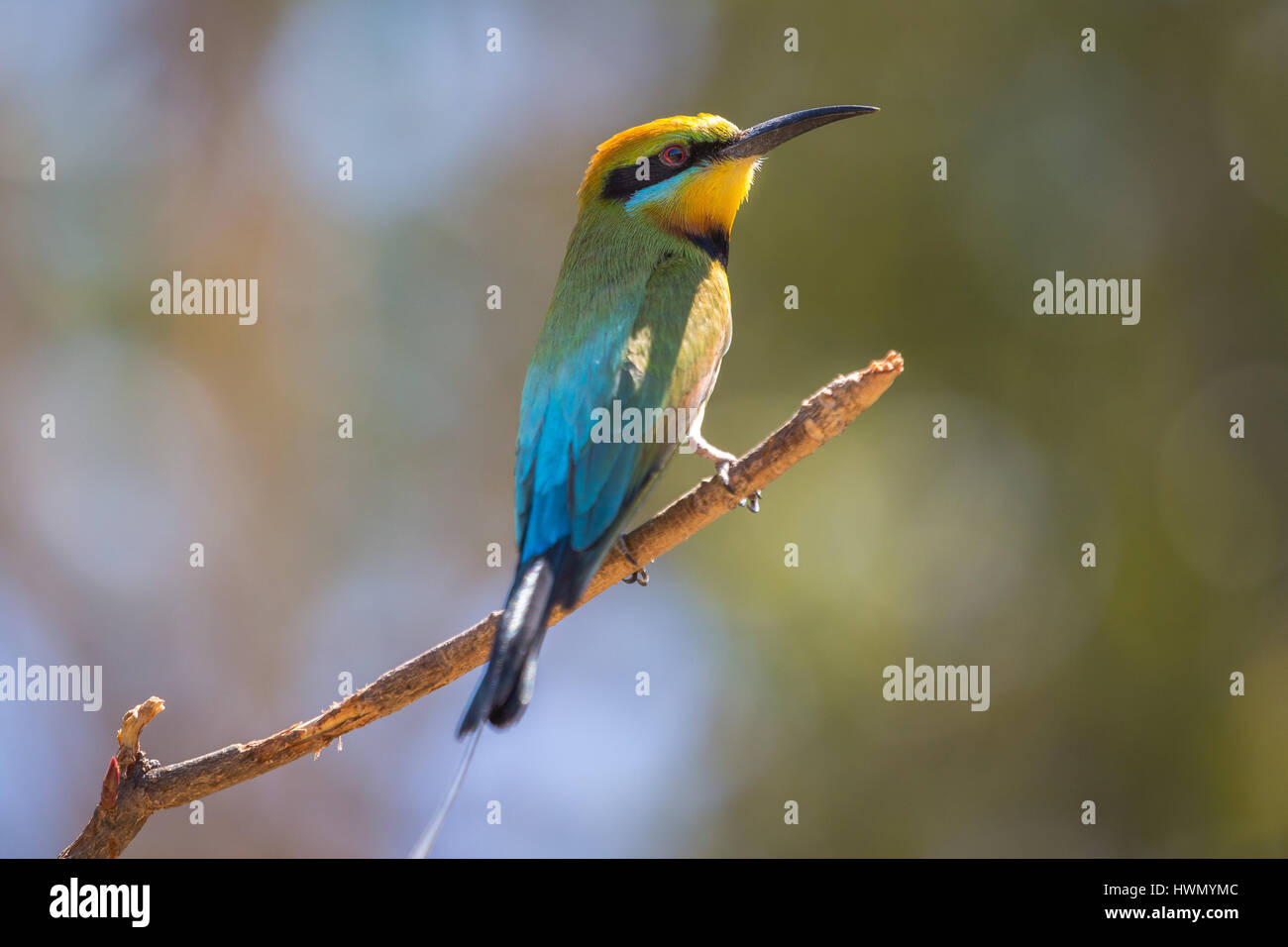 Rainbow Gruccione (Merops ornatus) Foto Stock