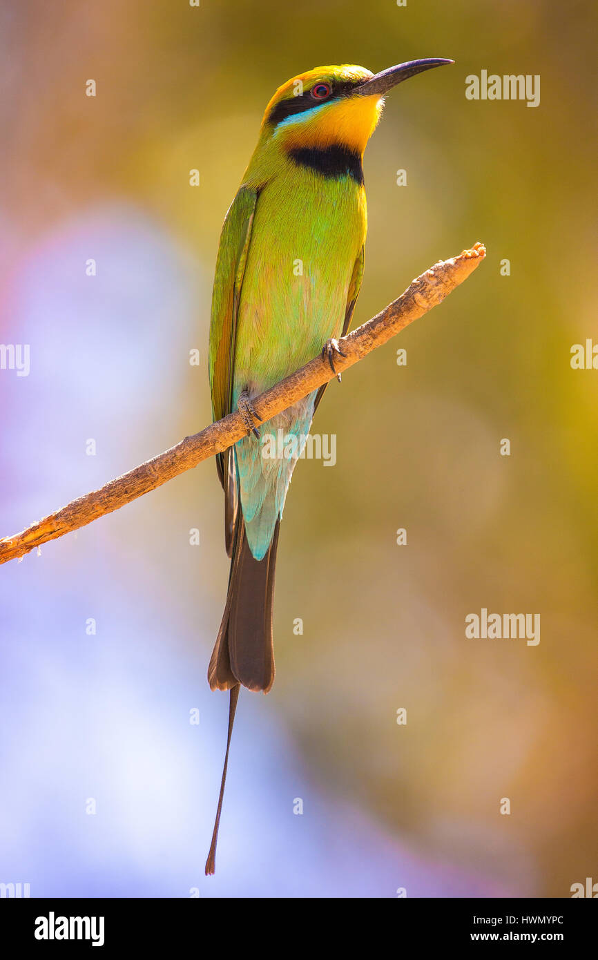 Rainbow Gruccione (Merops ornatus) Foto Stock