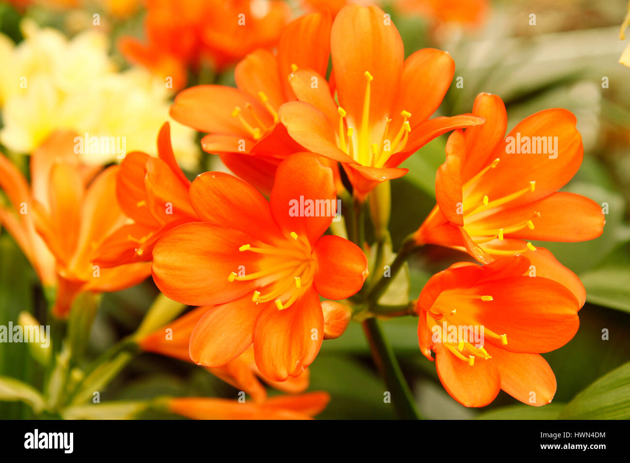 Clivia miniata. Foto Stock