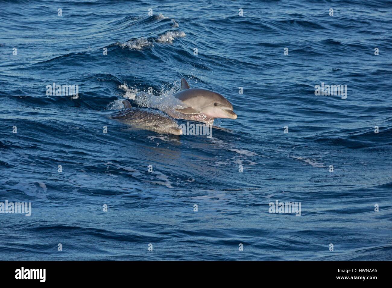 L'Italia, Sardegna, IFREMER, Tavolara, lavori scientifici, grande dolphin (Tursiops truncatus) Foto Stock