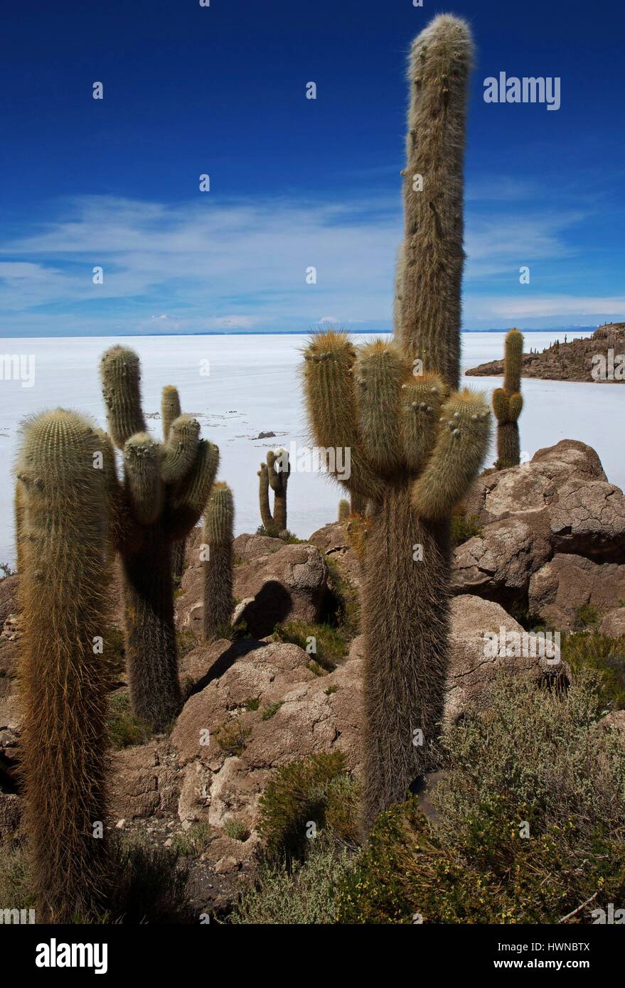 Bolivia, dipartimento di Potosi, Salar de Uyuni, collina di Incahuasi irto di cactus giganti, nella parte anteriore del Salar de Uyuni, il più grande lago salato nel mondo Foto Stock